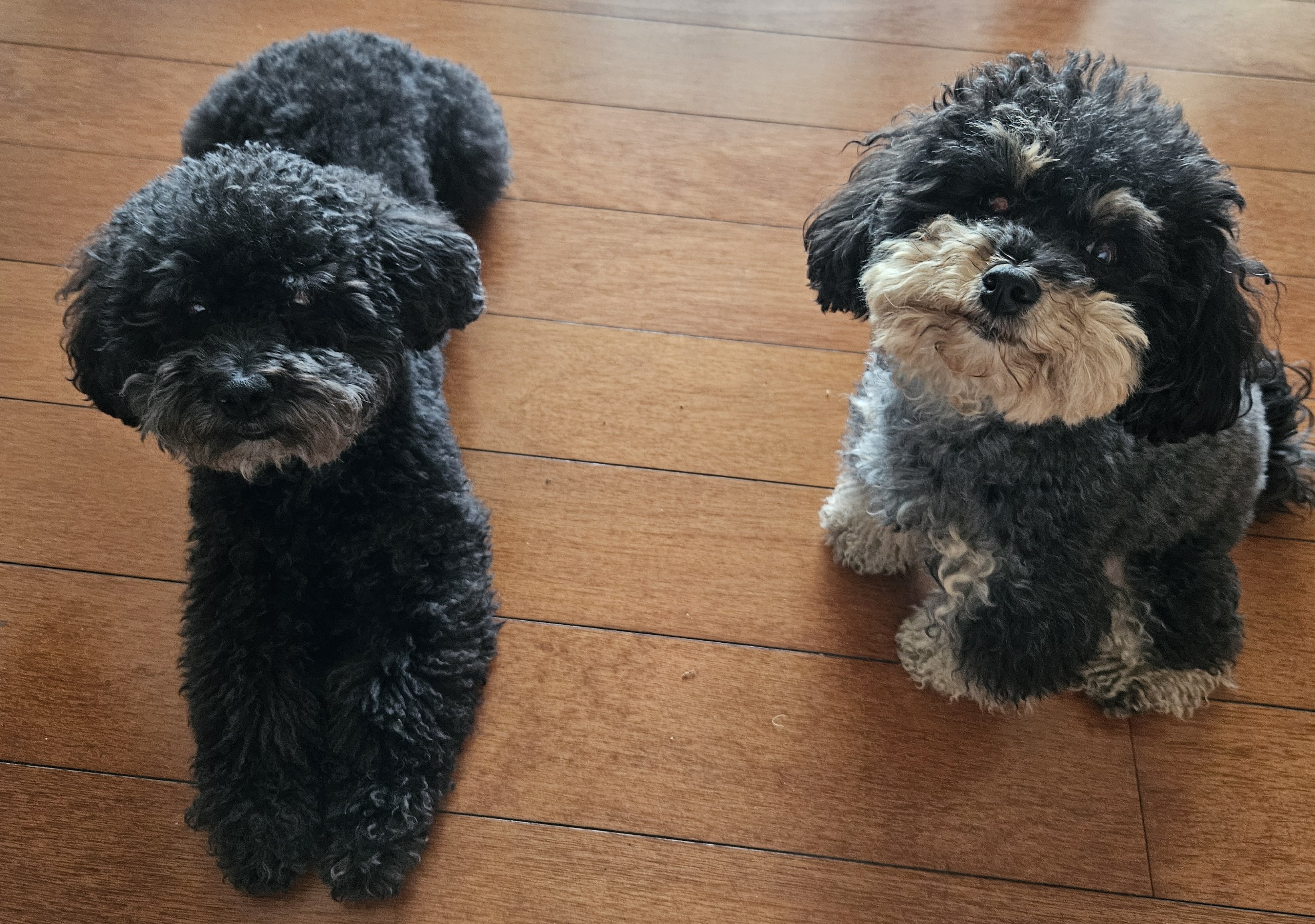 PetSitter
