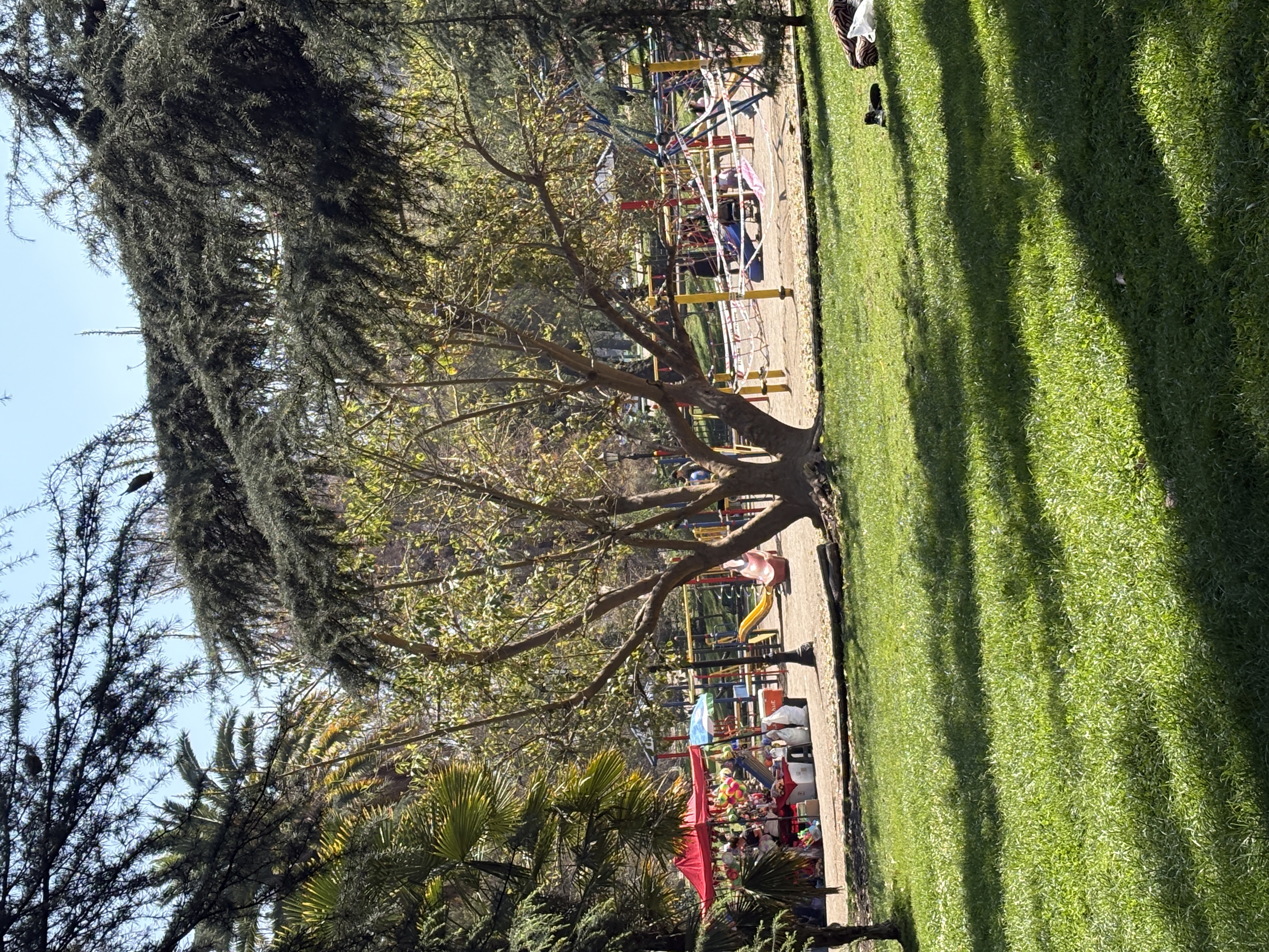 Paseo de gatos o perros