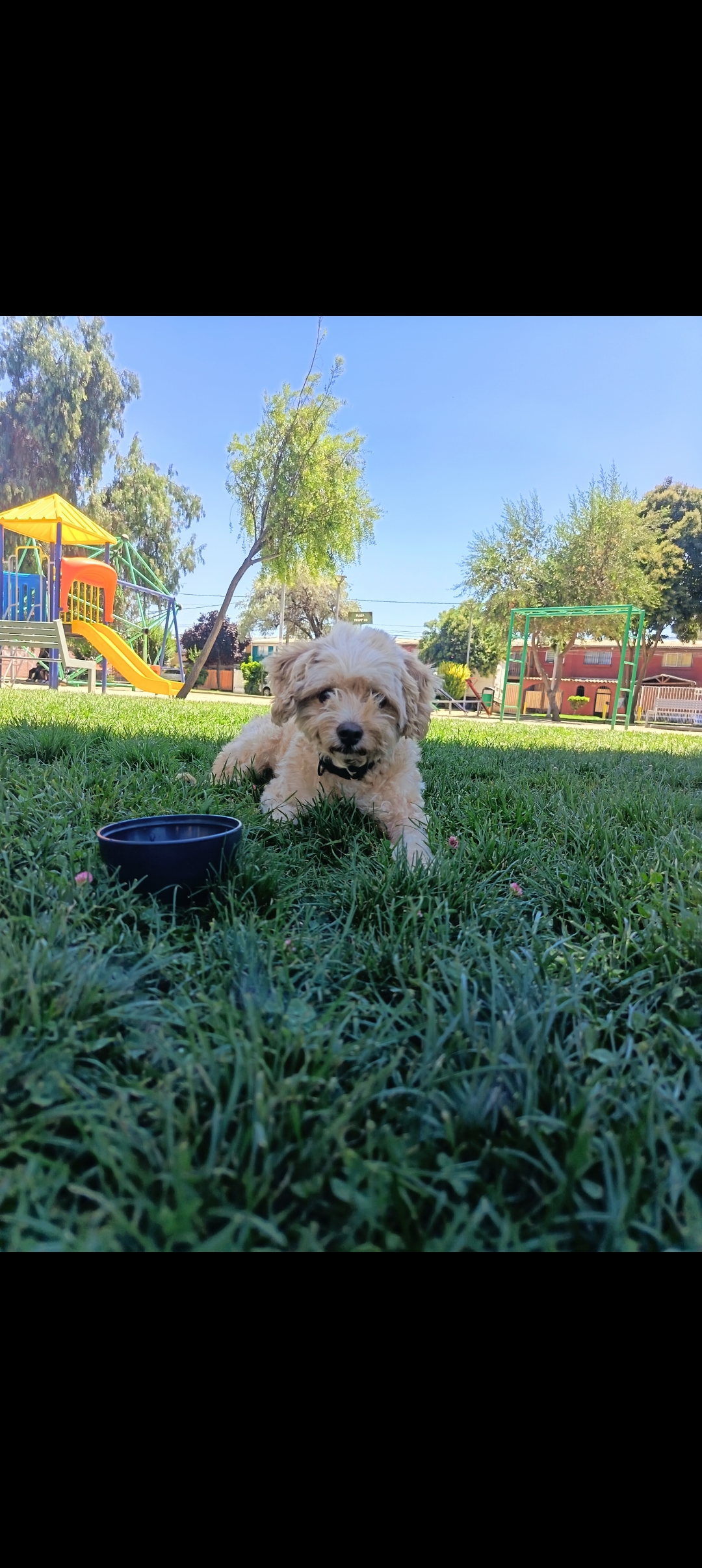 Paseos y cariño para tu perrito 🐾